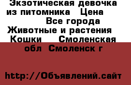 Экзотическая девочка из питомника › Цена ­ 25 000 - Все города Животные и растения » Кошки   . Смоленская обл.,Смоленск г.